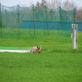 パークゴルフしますか?