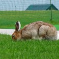 緑の草はおいしいでしょ?