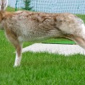 びよ~んと伸びただけでした!