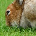 ふわふわでかわいいなぁ