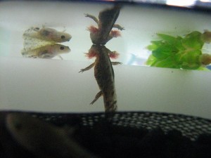 ふっさふさ