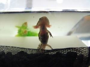 直立不動
